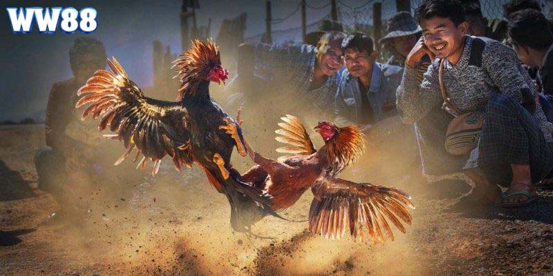 Mẹo chọn giống gà chọi đạt tiêu chuẩn