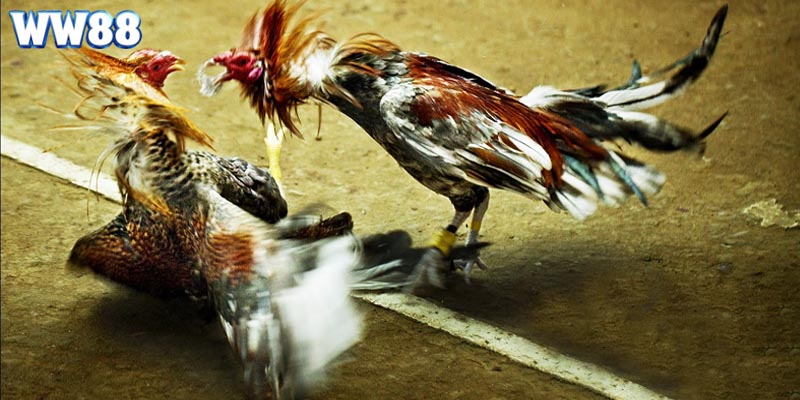 Một vài hình thức chọi kê thịnh hành